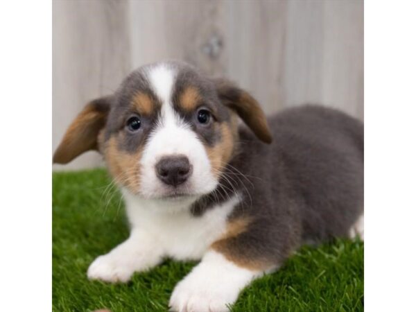 Pembroke Welsh Corgi-DOG-Male-Blue White / Tan-29289-Petland Frisco, Texas