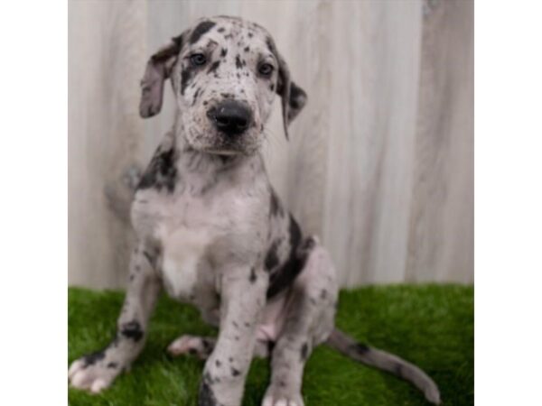 Great Dane DOG Female Blue Merle 29284 Petland Frisco, Texas