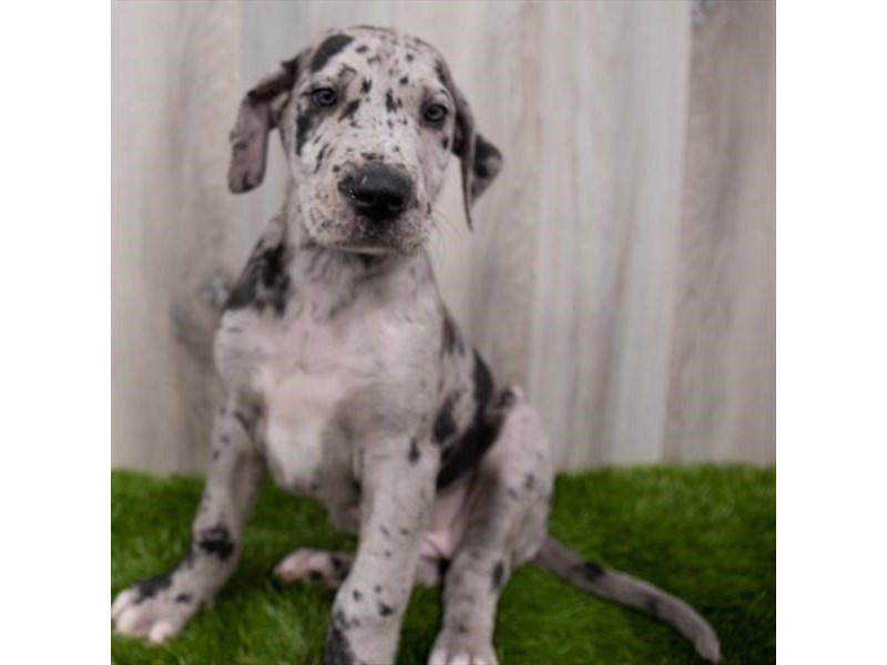 Great Dane Dog Female Blue Merle 29284