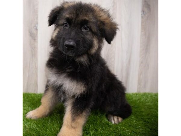 German Shepherd Dog DOG Male Black / Tan 29294 Petland Frisco, Texas