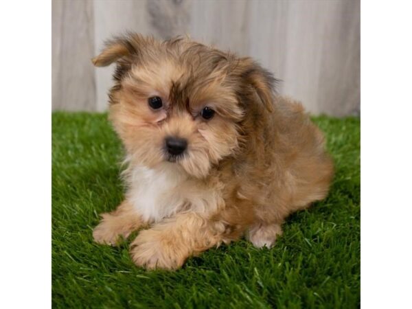 Morkie DOG Female Golden 29298 Petland Frisco & Mckinney, Texas