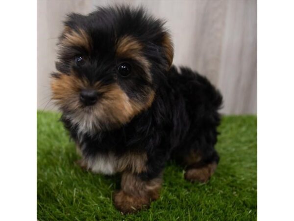 Morkie DOG Female Black / Tan 29299 Petland Frisco, Texas