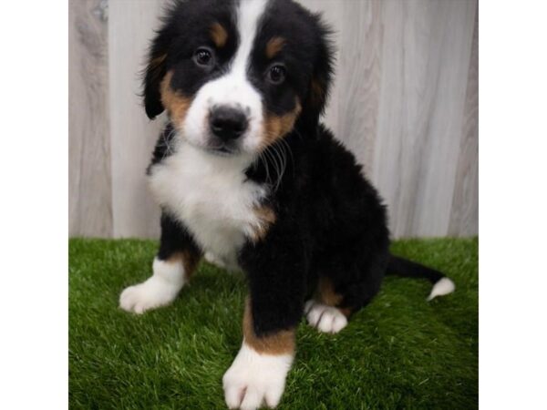 Bernese Mountain Dog DOG Male Black White / Tan 29282 Petland Frisco, Texas