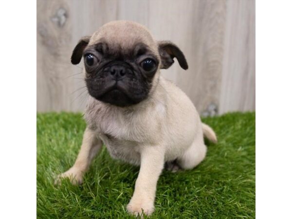 Pug DOG Female Fawn 29291 Petland Frisco, Texas