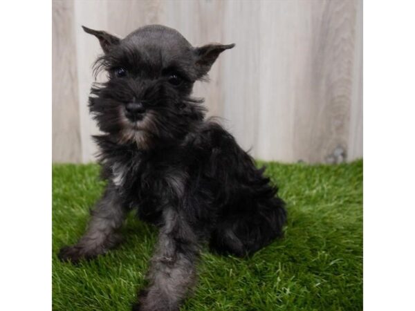 Miniature Schnauzer DOG Female Black / Silver 29288 Petland Frisco, Texas