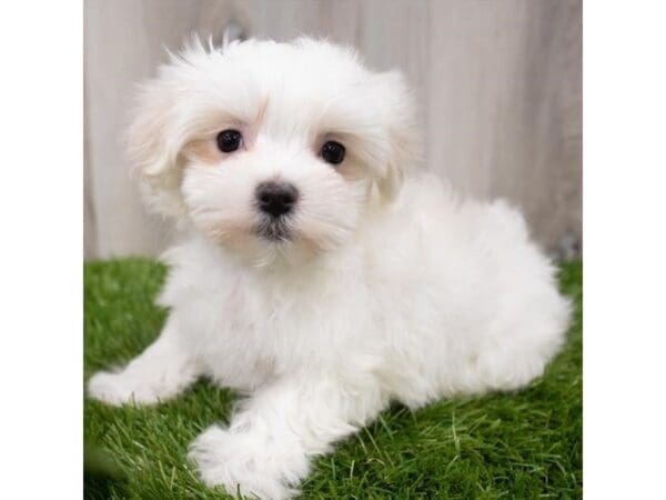 Maltese-DOG-Female-White-29285-Petland Frisco, Texas