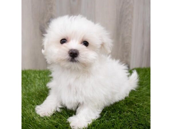 Maltese DOG Female White 29286 Petland Frisco, Texas