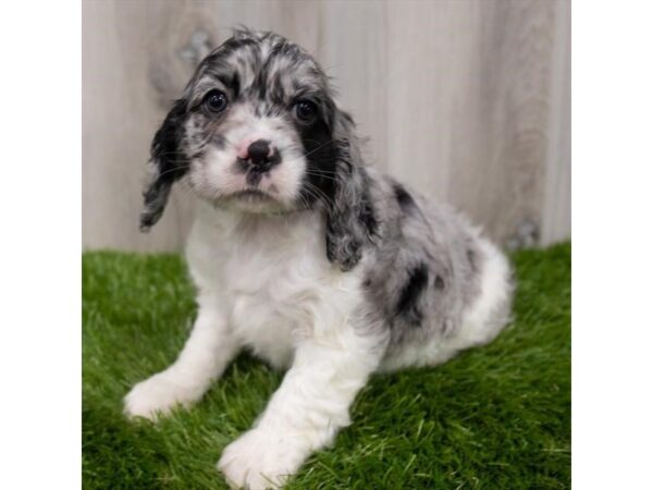 Cocker Spaniel-DOG-Female--29283-Petland Frisco & Mckinney, Texas