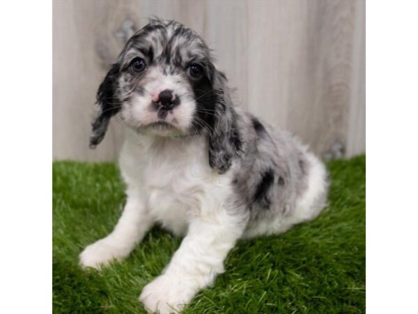 Cocker Spaniel DOG Female 29283 Petland Frisco, Texas