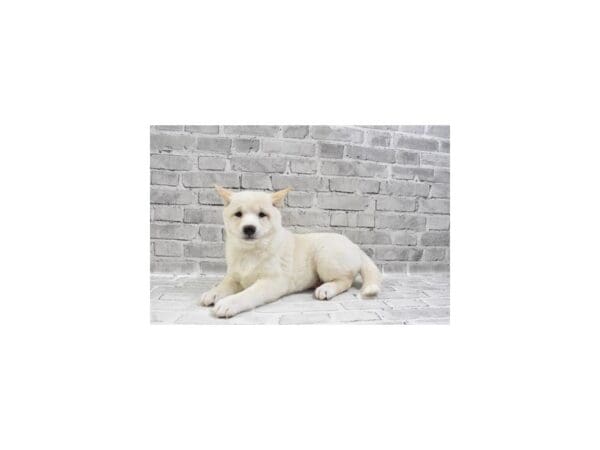 Shiba Inu DOG Female Cream 29315 Petland Frisco, Texas