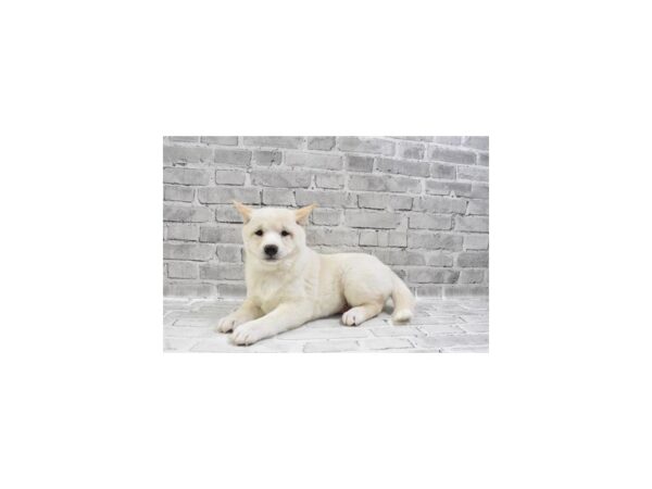 Shiba Inu-DOG-Female-Cream-29315-Petland Frisco & Mckinney, Texas