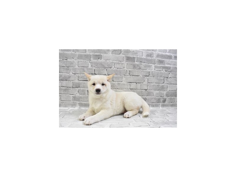 Shiba Inu Puppy Cream ID:29315 Located at Petland Frisco