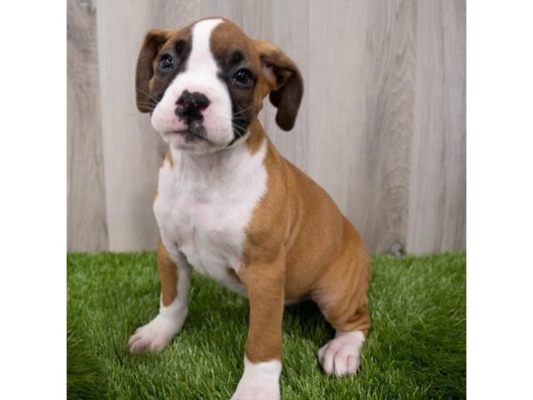 Boxer-DOG-Male-Fawn-29323-Petland Frisco & Mckinney, Texas