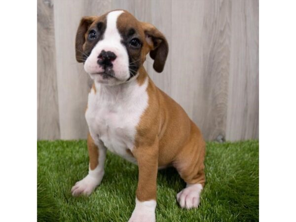 Boxer DOG Male Fawn 29323 Petland Frisco, Texas