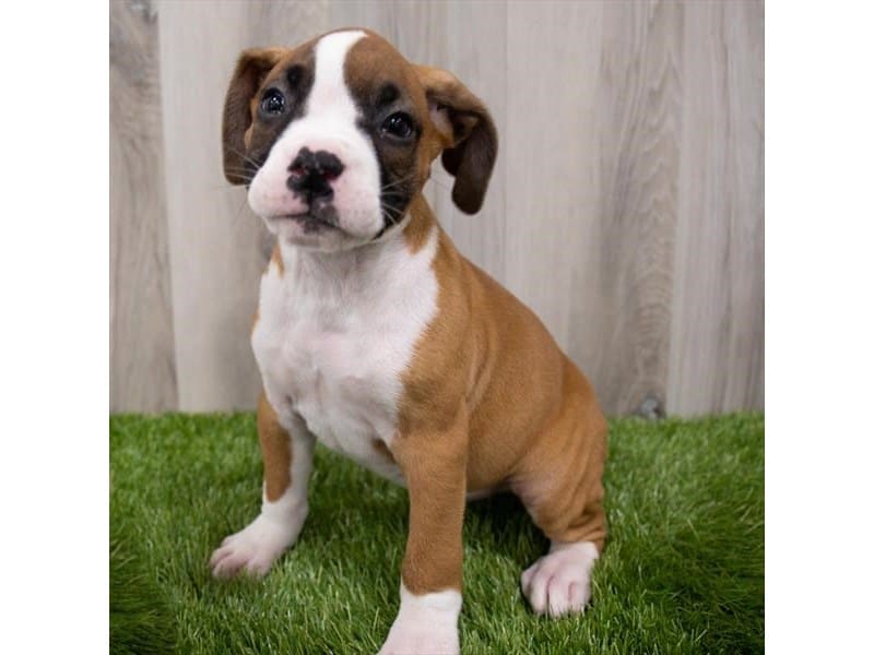 Boxer-DOG-Male-Fawn-3478179-Petland Frisco, Texas