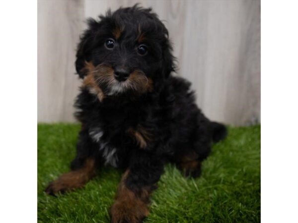 Bernedoodle Mini 2nd Gen DOG Male Black / Tan 29338 Petland Frisco, Texas