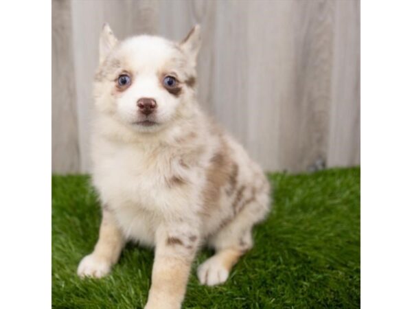 Pomsky 2nd Gen DOG Female Red Merle 29341 Petland Frisco, Texas