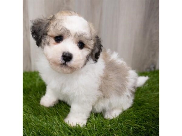 Havachon-DOG-Female-Sable-29336-Petland Frisco & Mckinney, Texas