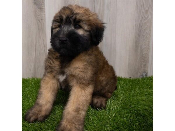 Soft Coated Wheaten Terrier DOG Male Wheaten 29334 Petland Frisco, Texas