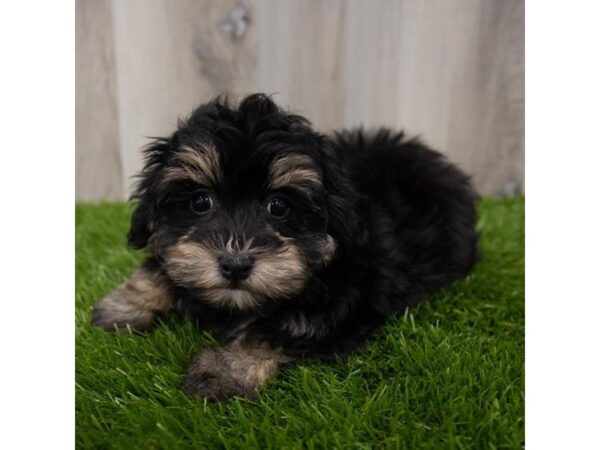 Havapoo-DOG-Female-Black / Tan-29340-Petland Frisco, Texas