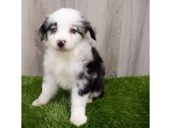 Miniature Australian Shepherd-DOG-Female-Blue Merle-29335-Petland Frisco & Mckinney, Texas