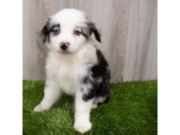 Miniature Australian Shepherd-DOG-Female-Blue Merle-29335-Petland Frisco, Texas