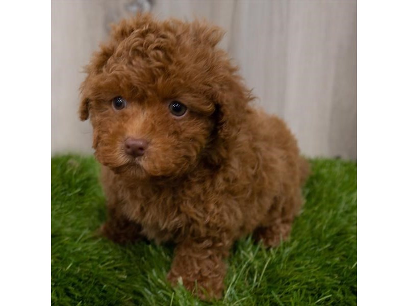Poodle Puppy Dark Red ID:29330 Located at Petland Frisco