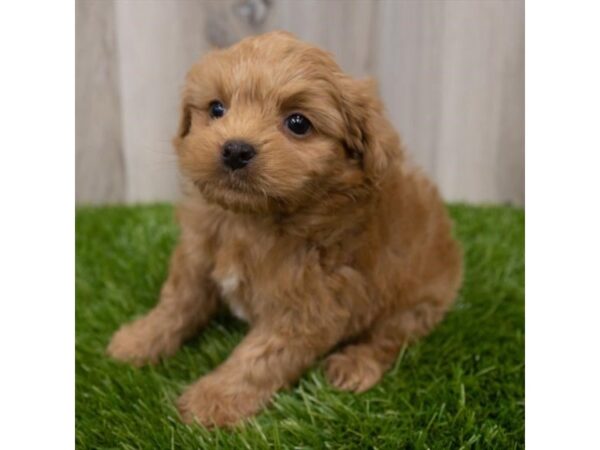 Havapoo-DOG-Male-Red-29339-Petland Frisco & Mckinney, Texas