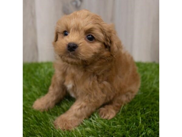 Havapoo DOG Male Red 29339 Petland Frisco, Texas