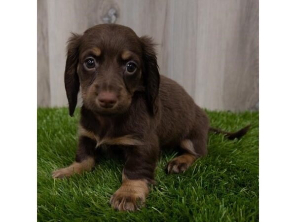 Dachshund-DOG-Female-Chocolate / Tan-29325-Petland Frisco & Mckinney, Texas