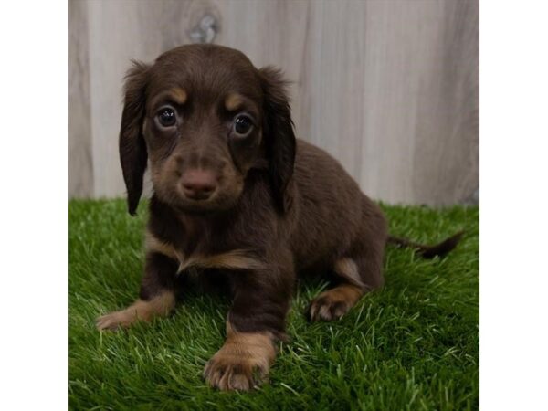 Dachshund DOG Female Chocolate / Tan 29325 Petland Frisco, Texas