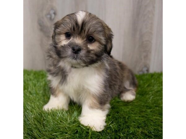 Lhasa Apso DOG Female Golden 29328 Petland Frisco, Texas