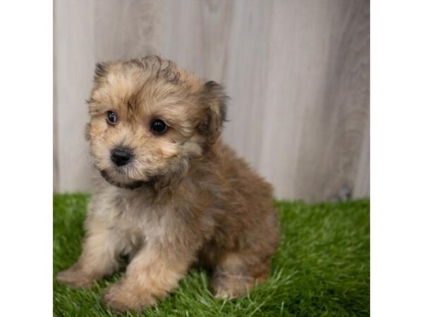 Yorkiepoo DOG Female Golden 29343 Petland Frisco, Texas