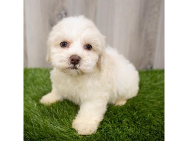 Maltipoo DOG Female Cream 29344 Petland Frisco, Texas