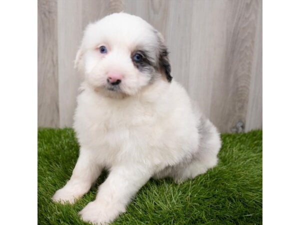Aussiedoodle Mini-DOG-Female-White-29337-Petland Frisco & Mckinney, Texas