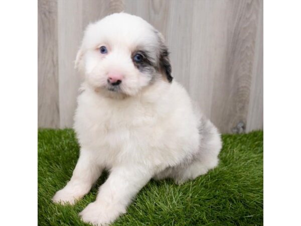 Aussiedoodle Mini DOG Female White 29337 Petland Frisco, Texas