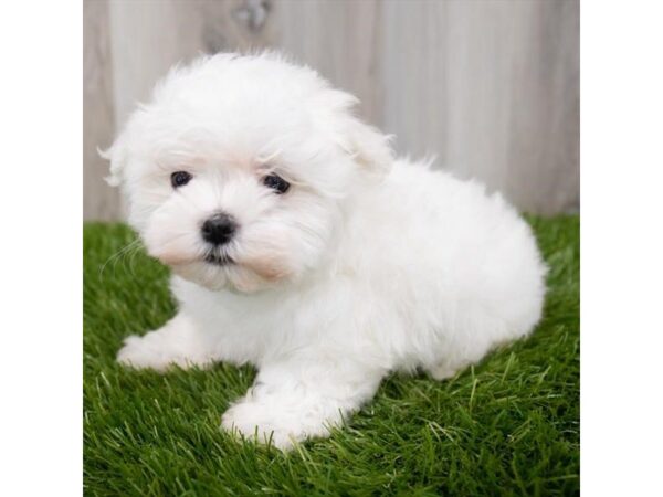 Maltese DOG Female White 29329 Petland Frisco, Texas