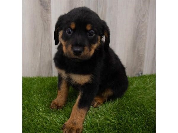 Rottweiler-DOG-Female-Black / Tan-29331-Petland Frisco, Texas