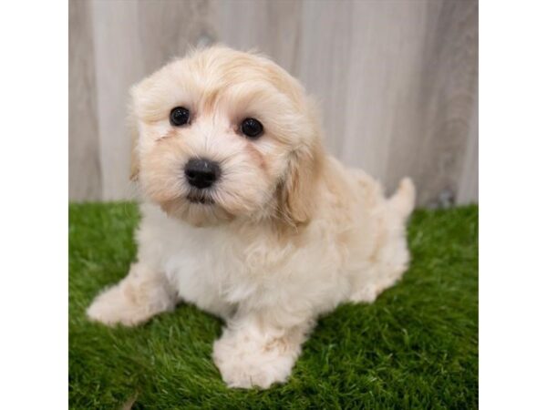 Cotonpoo-DOG-Female-Cream-29342-Petland Frisco, Texas