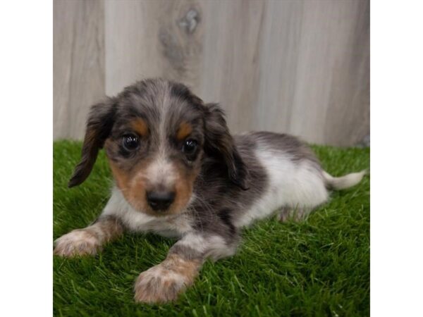 Dachshund-DOG-Male-Black / Tan-29324-Petland Frisco & Mckinney, Texas
