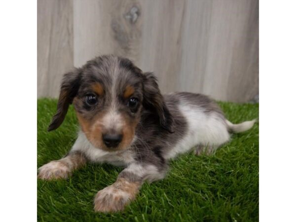 Dachshund DOG Male Black / Tan 29324 Petland Frisco, Texas