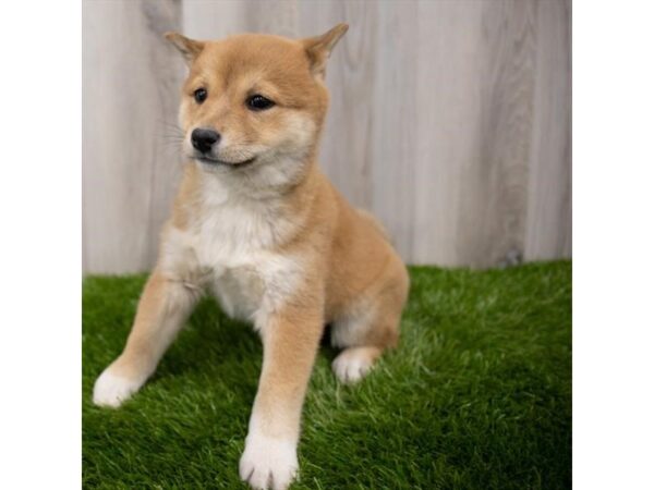 Shiba Inu DOG Female Red 29332 Petland Frisco, Texas