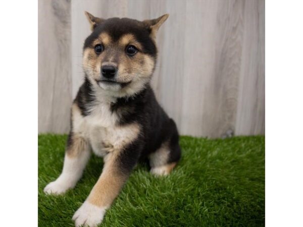 Shiba Inu-DOG-Male-Black White / Tan-29333-Petland Frisco & Mckinney, Texas