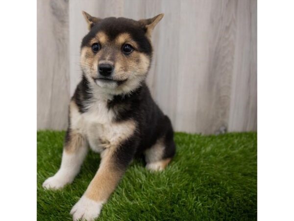 Shiba Inu DOG Male Black White / Tan 29333 Petland Frisco, Texas