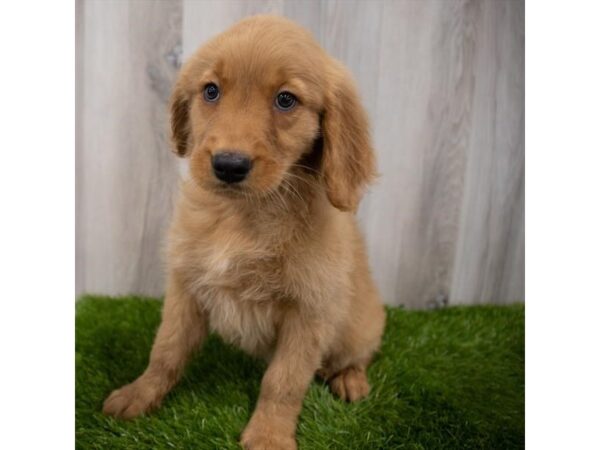 Golden Retriever DOG Male Golden 29326 Petland Frisco, Texas