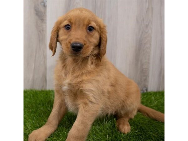 Golden Retriever-DOG-Female-Golden-29327-Petland Frisco & Mckinney, Texas