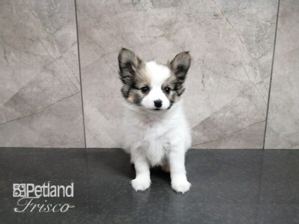 Papillon DOG Female Sable and White 29306 Petland Frisco, Texas