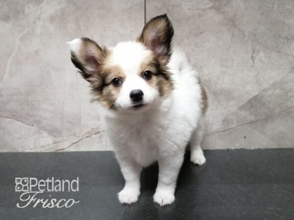 Papillon DOG Male Sable and White 29307 Petland Frisco, Texas