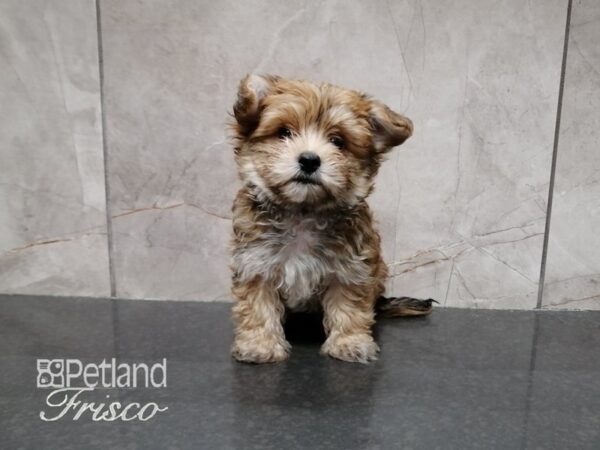 Morkie-DOG-Male--29318-Petland Frisco & Mckinney, Texas