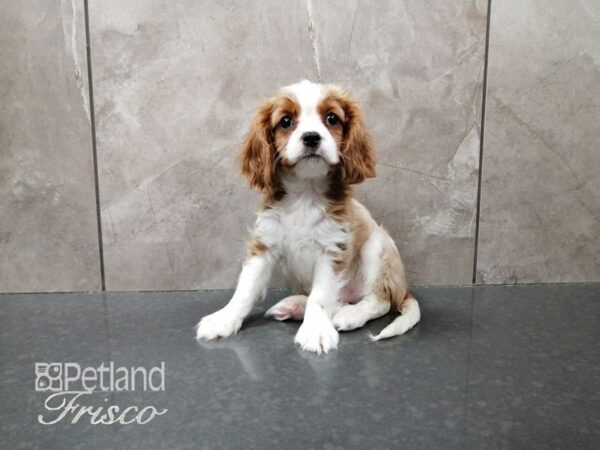 Cavalier King Charles Spaniel DOG Male Blenheim & White 29312 Petland Frisco, Texas